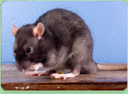 rat control Potters Bar