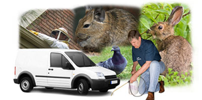 Potters Bar local van